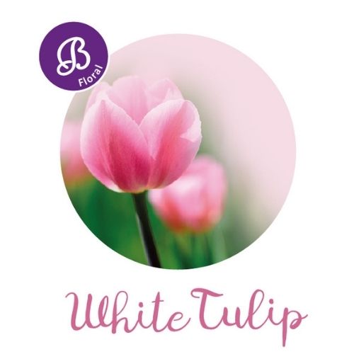 White Tulip